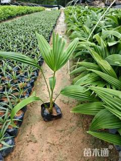 裸干高40厘米蒲葵