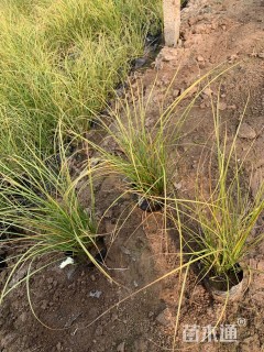 高度40厘米金红羽狼尾草