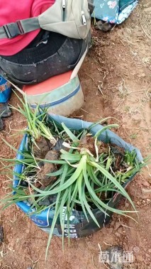 高度25厘米火炬花