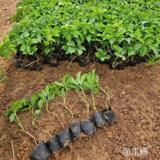30厘米爬山虎