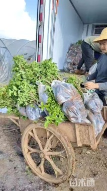 高度30厘米三角梅