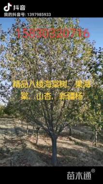1公分八棱海棠