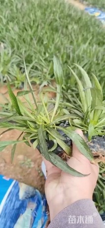 高度15厘米蓝花莉