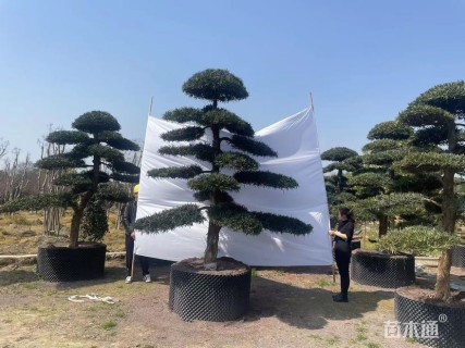 15公分罗汉松