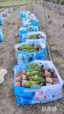 高度30厘米木春菊