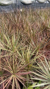 高度50厘米七彩铁