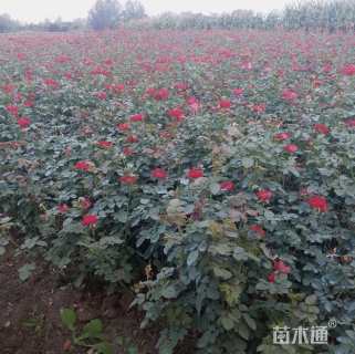 高度40厘米红帽月季