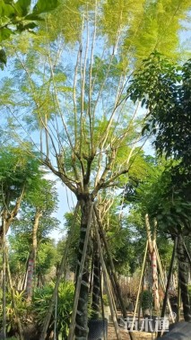 15公分蓝花楹