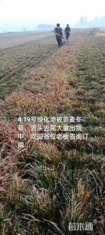 高度25厘米八角金盘小苗