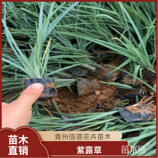 高度20厘米紫露草