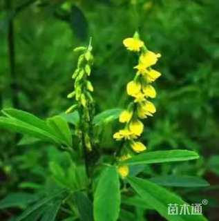 草木樨种子