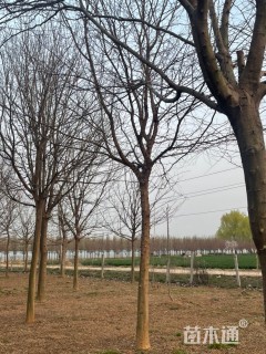 15公分皂荚