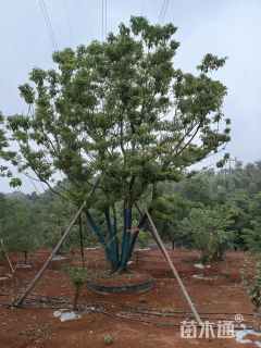 50公分丛生香樟