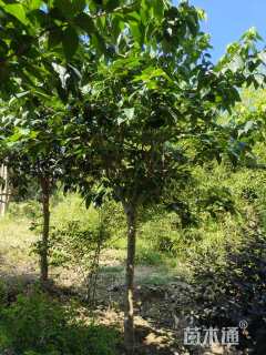 高度200厘米蜡梅