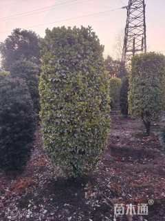 高度200厘米金边黄杨