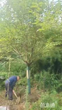 12公分樱花