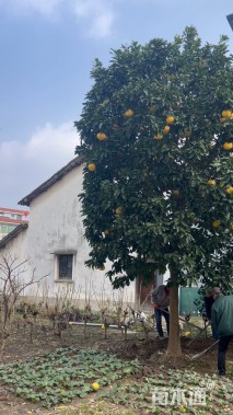 18公分香泡