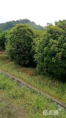 9公分桂花