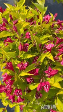 高度40厘米红王子锦带