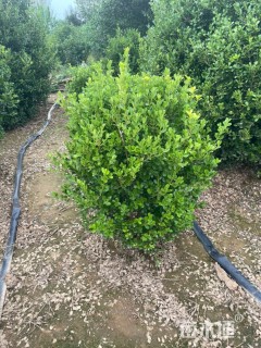 冠幅30厘米瓜子黄杨球