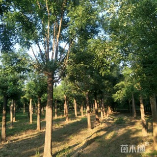 皂荚