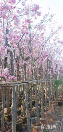 7公分云南樱花