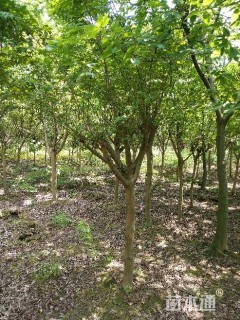 高度300厘米红花紫薇