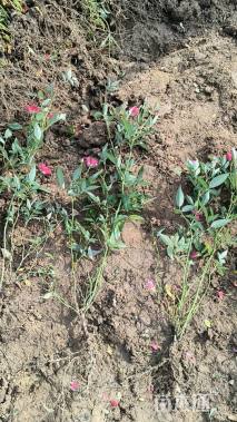 高度45厘米丰花月季