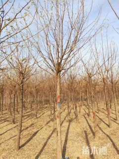 16公分刺槐