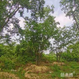 30公分丛生乌桕