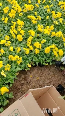 高度20厘米三色堇