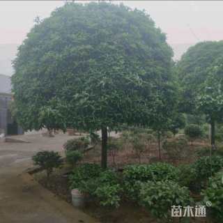 25公分桂花