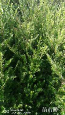 1.5公分东北红豆杉