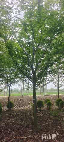 12公分枫杨