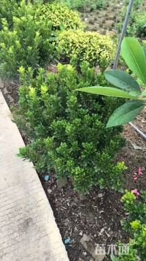 高度50厘米香蒲