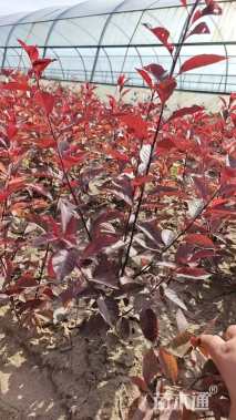 高度70厘米紫叶矮樱小苗