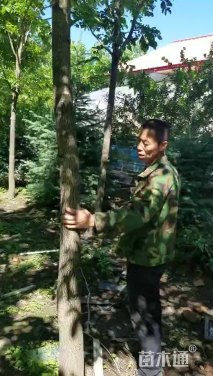 12公分水曲柳