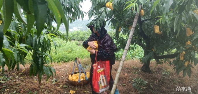 15公分水蜜桃