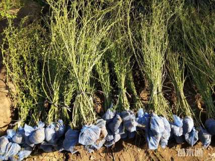 高度40厘米棣棠