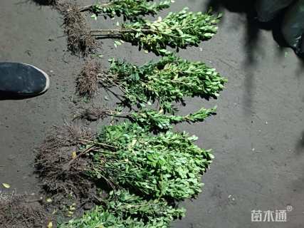 高度3540厘米瓜子黄杨小苗