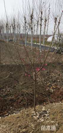 高度150厘米红梅小苗