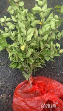 高度46厘米金森女贞