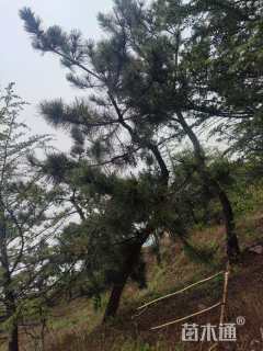 高度500厘米黑松