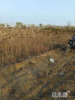 高度150厘米珍珠梅