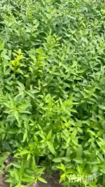 高度120厘米连翘