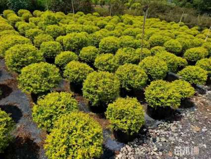 冠幅60厘米亮晶女贞球