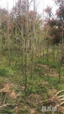 高度200厘米银杏小苗