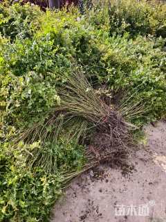 高度40厘米黄刺玫