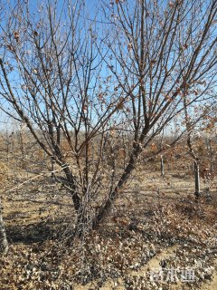 高度500厘米丛生元宝枫