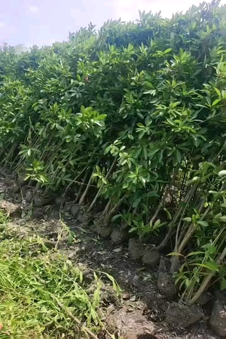 高度200厘米法国冬青